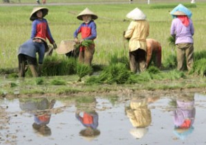 Produção de arroz no Sudeste Asiático